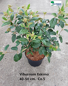 Viburnum Eskimo 