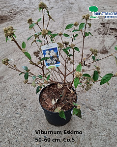 Viburnum Eskimo 