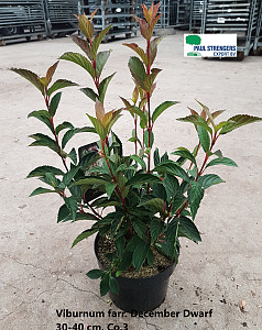 Viburnum farreri December Dwarf