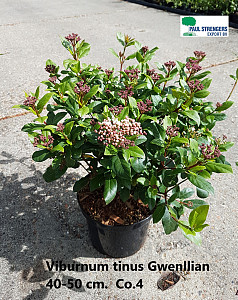 Viburnum tinus Gwenlian
