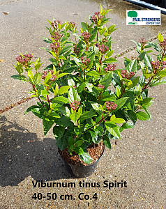 Viburnum tinus Spirit