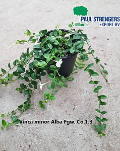 Vinca minor Alba