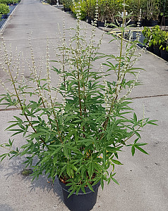 Vitex agnus castus 