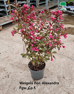 Weigela flor. Alexandra