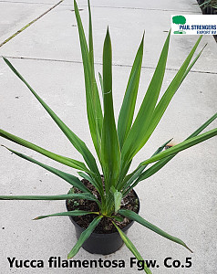 Yucca filamentosa