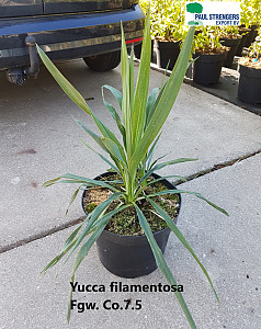 Yucca filamentosa