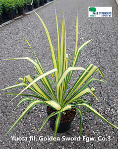 Yucca fil. Golden Sword