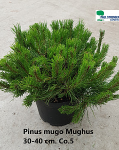 Pinus mugo Mughus