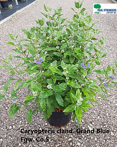 Caryopteris cland. Grand Blue