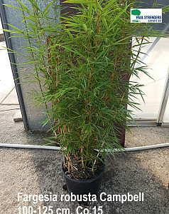 Fargesia robusta Campbell