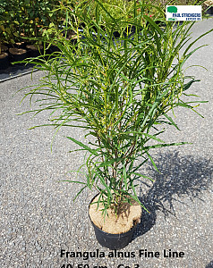 Frangula alnus Fine Line