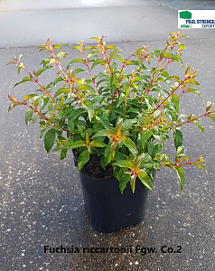 Fuchsia ricartonii