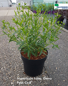 Hypericum kalm. Gemo