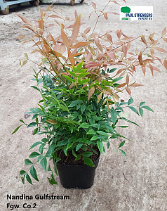 Nandina dom. Magical Sunrise