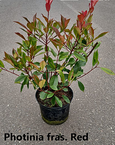 Photinia fras. Red Robin