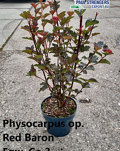 Physocarpus op. Red Baron