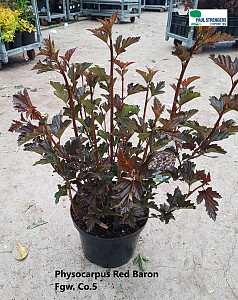 Physocarpus op. Red Baron