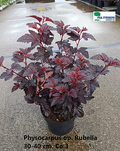 Physocarpus op. Rubella