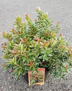 Pieris jap. Little Heath