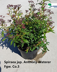 Spiraea jap. Anthony Waterer