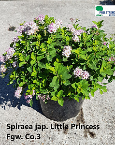 Spiraea jap. Little Princess