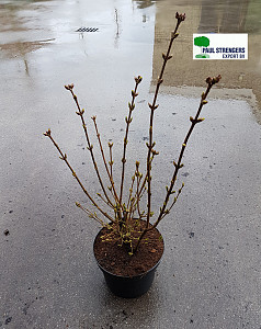 Syringa pat. Miss Kim  