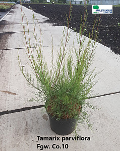 Tamarix parviflora