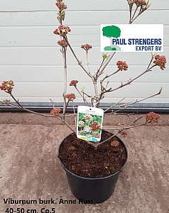 Viburnum burk. Anne Russel