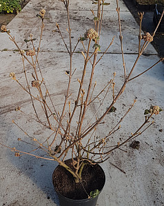 Viburnum burk. Anne Russel