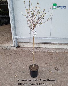 Viburnum burk. Anne Russel