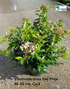 Viburnum tinus Eve Price