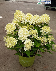 Hydrangea pan. White Light 