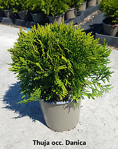 Thuja occ. Danica