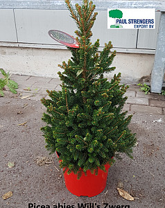 Picea abies Will's Zwerg