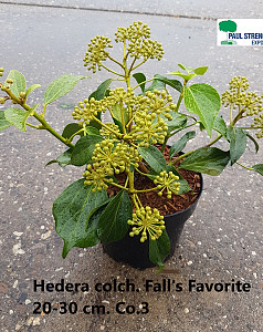 Hedera colchica Fall's Favourite 