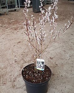 Abeliophyllum distichum