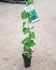 Aristolochia macrophylla