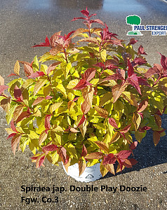 Spiraea jap. Double Play Doozie