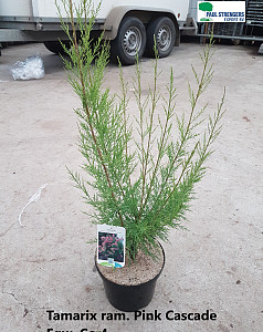 Tamarix ram. Pink Cascade