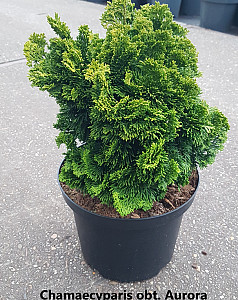 Chamaecyparis obt. Aurora