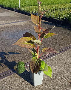 Actinidia del. Golden Kiwi