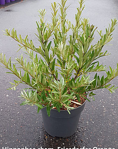 Hippophae rham. Friesdorfer Orange