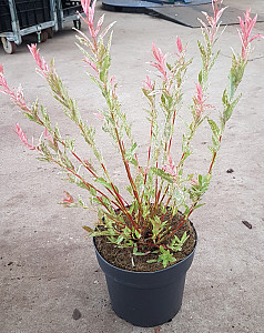 Salix int. Hakuro Nishiki