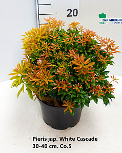 Pieris jap. White Cascade