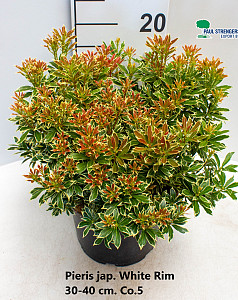 Pieris jap. White Rim