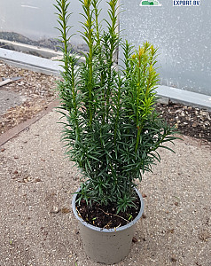 Taxus baccata Fastigiata