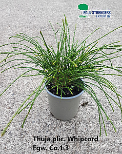 Thuja plic. Whipcord