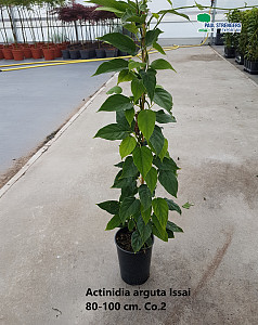 Actinidia arguta Issai