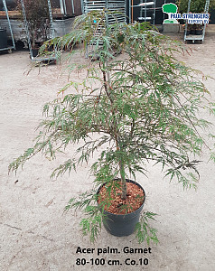 Acer palm. Garnet