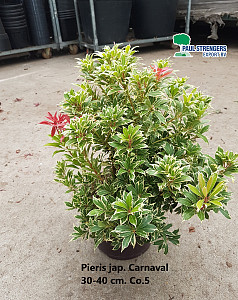 Pieris jap. Carnaval